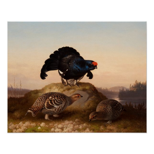 Ferdinand von Wright Orrar Black Grouses 1870 Poster (Vorderseite)