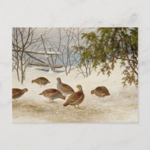 Ferdinand von Wright - Partridges in Snow Postkarte
