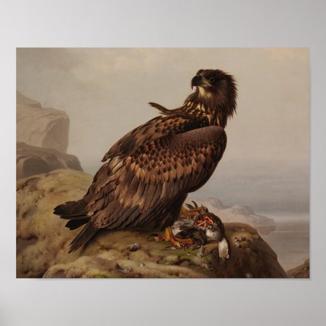 Ferdinand von Wright - Weißschwanzadler Poster (Vorne)