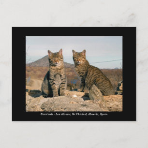 Ferische Katzen Postkarte - Los Alamos Nr Chirivel