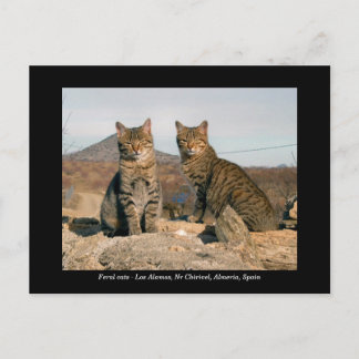 Ferische Katzen Postkarte - Los Alamos Nr Chirivel
