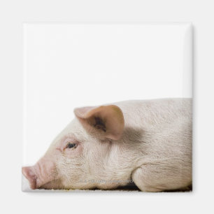Ferkel, das unten Profil liegt Magnet