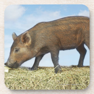 Ferkel-Essen Untersetzer