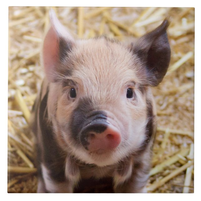 Ferkel Fliese (Vorderseite)