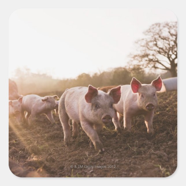 Ferkel in Barnyard Quadratischer Aufkleber (Vorderseite)