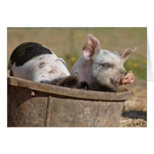 Ferkel in einem Eimer