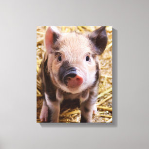 Ferkel Leinwanddruck