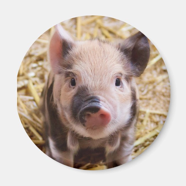 Ferkel Magnet (Vorne)