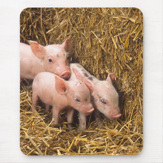 Ferkel Mousepad (Vorne)