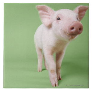 Ferkel stehend fliese