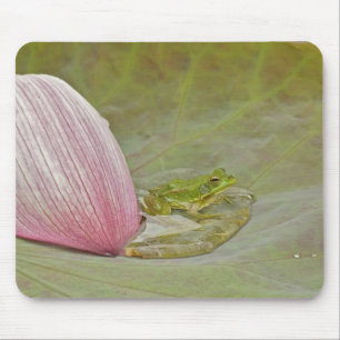 Ferkel und Lotus, Blume, China, Mousepad