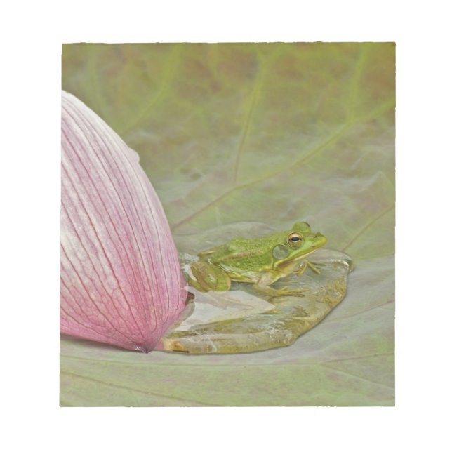 Ferkel und Lotus, Blume, China, Notizblock (Vorderseite)