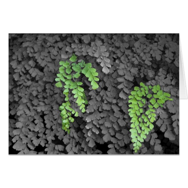 Fern (Vorderseite (Horizontal))