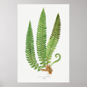 Fern. 3 poster