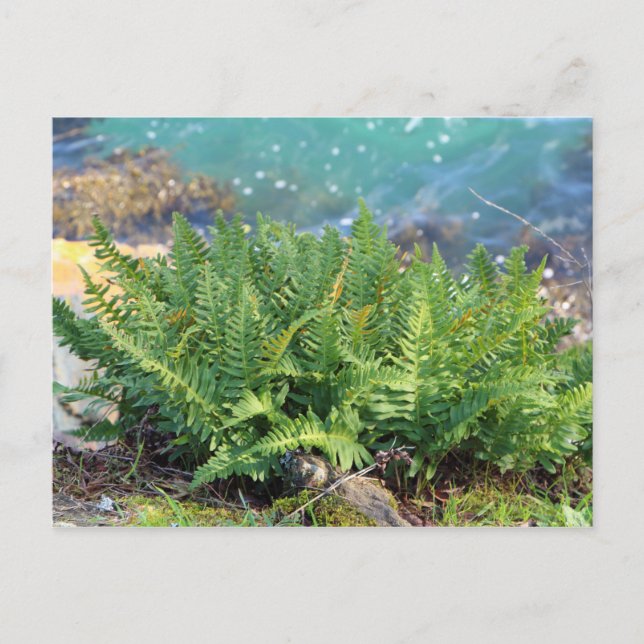 Fern am Meer Postkarte (Vorderseite)