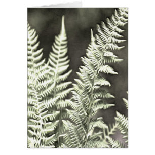 Fern Artistic Abstrakt
