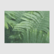 Fern Blätter Botanische Vegetation