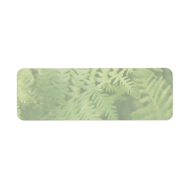 Fern Blätter, leicht grün. (Vorne)