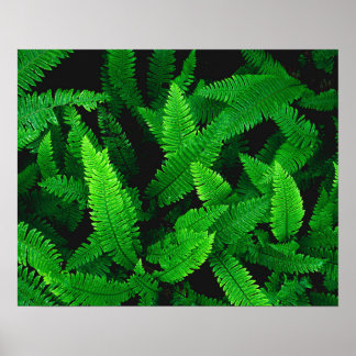 Fern-Blätter Naturfotografie Poster