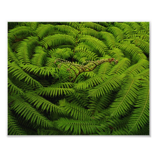 Fern Blätter Portrait Fotodruck (Vorne)