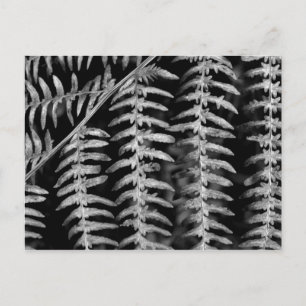 Fern-Blätter - Schwarz-Weiß-Foto-Postkarte Postkarte