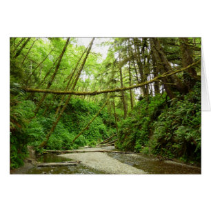 Fern Canyon I im Redwood-Nationalpark