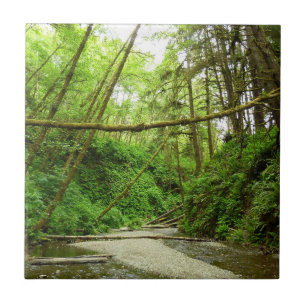 Fern Canyon I im Redwood-Nationalpark Fliese