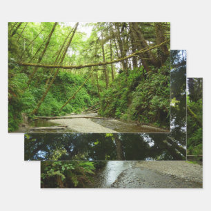 Fern Canyon I im Redwood-Nationalpark Geschenkpapier Set