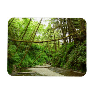 Fern Canyon I im Redwood-Nationalpark Magnet