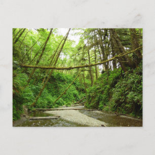Fern Canyon I im Redwood-Nationalpark Postkarte