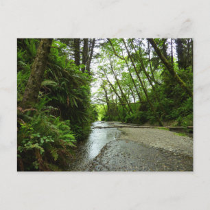 Fern Canyon II im Redwood-Nationalpark Postkarte