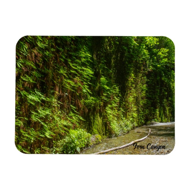 Fern Canyon Redwood Nationalpark California Magnet (Horizontal)