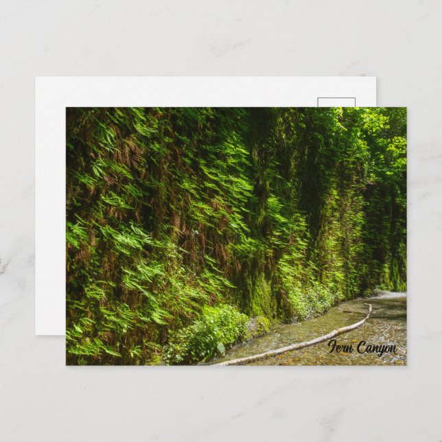 Fern Canyon Redwood Nationalpark California Postkarte (Vorne/Hinten)