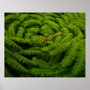 Fern Fine Art Fotograf Poster