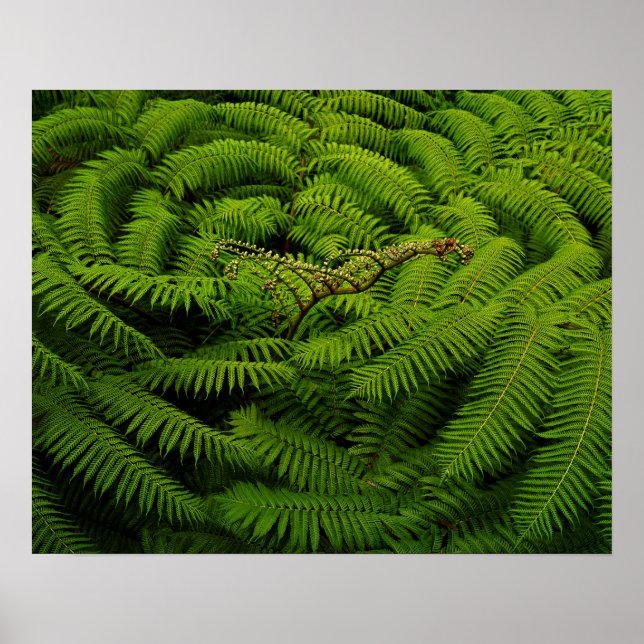 Fern Fine Art Fotograf Poster (Vorne)