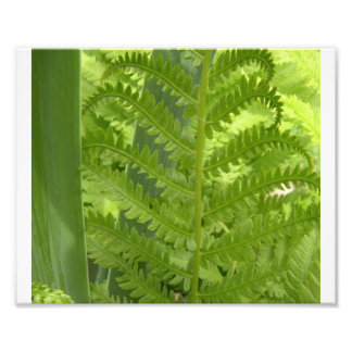 Fern Fotodruck