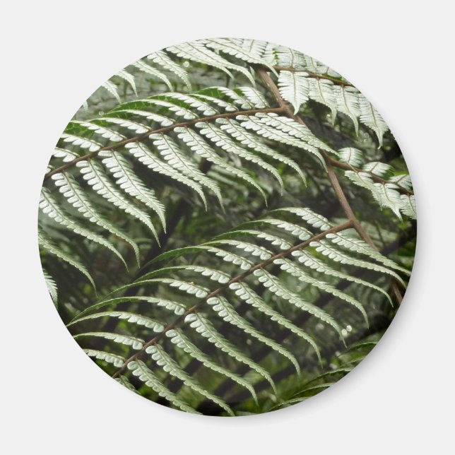 Fern Fronds II Dunkle grüne Natur Magnet (Vorne)
