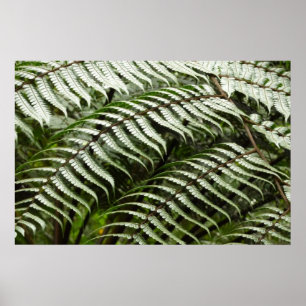 Fern Fronds II Dunkle grüne Natur Poster