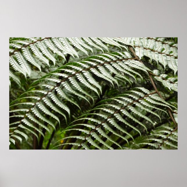 Fern Fronds II Dunkle grüne Natur Poster (Vorne)