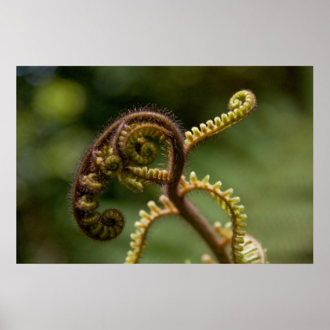 Fern Fronds Poster (Vorne)