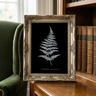 Fern - Gymnogramma Chrysophylla. Röntgeneffekt - 0 Fotodruck