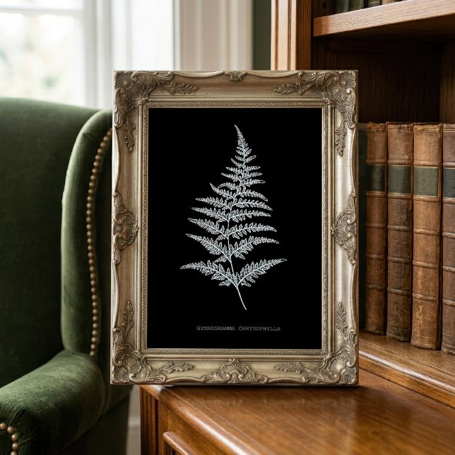 Fern - Gymnogramma Chrysophylla. Röntgeneffekt - 0 Fotodruck (Golden Fern Frond, Gymnogramma Chrysophylla. Photo Print)