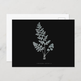 Fern - Gymnogramma Leptophylla - Röntgenwirkung -  Postkarte