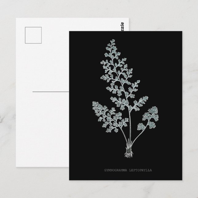 Fern - Gymnogramma Leptophylla - Röntgenwirkung -  Postkarte (Vorne/Hinten)