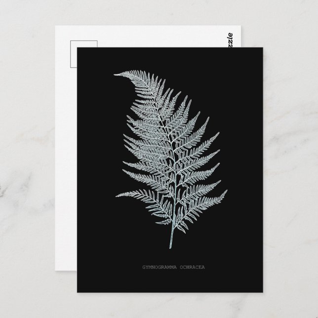 Fern - Gymnogramma Ochracea - Röntgenwirkung - 02 Postkarte (Vorne/Hinten)