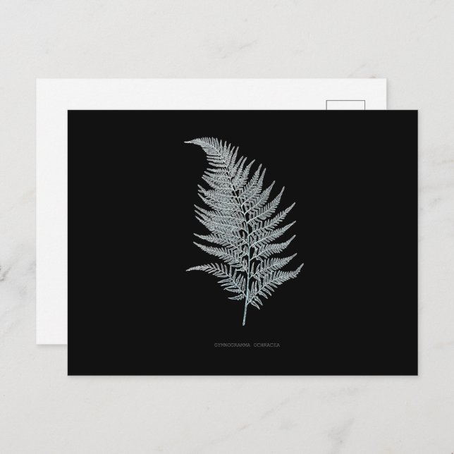 Fern - Gymnogramma Ochracea - Röntgenwirkung - 02 Postkarte (Vorne/Hinten)
