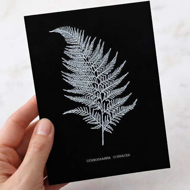 Fern - Gymnogramma Ochracea - Röntgenwirkung - 02 Postkarte (Ochre Fern Frond, Gymnogramma Ochracea. Postcard)