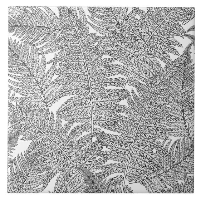 Fern in Schwarz und Weiß Fliese (Vorderseite)