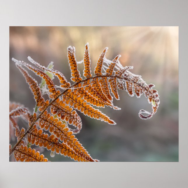 Fern Leaf mit Eisfrost in kalter Winternatur - Poster (Vorne)