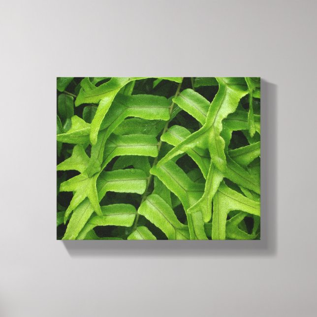 Fern Leinwanddruck (Vorderseite)